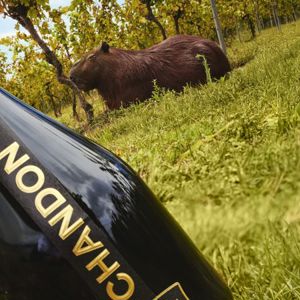 Chandon Brasil aplica a viticultura regenerativa e transforma espumantes em símbolos  sustentáveis